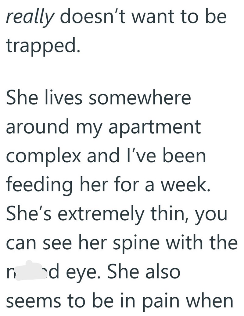 really doesn't want to be trapped. She lives somewhere around my apartment complex and I've been feeding her for a week. She's extremely thin, you can see her spine with the nood eye. She also seems to be in pain when