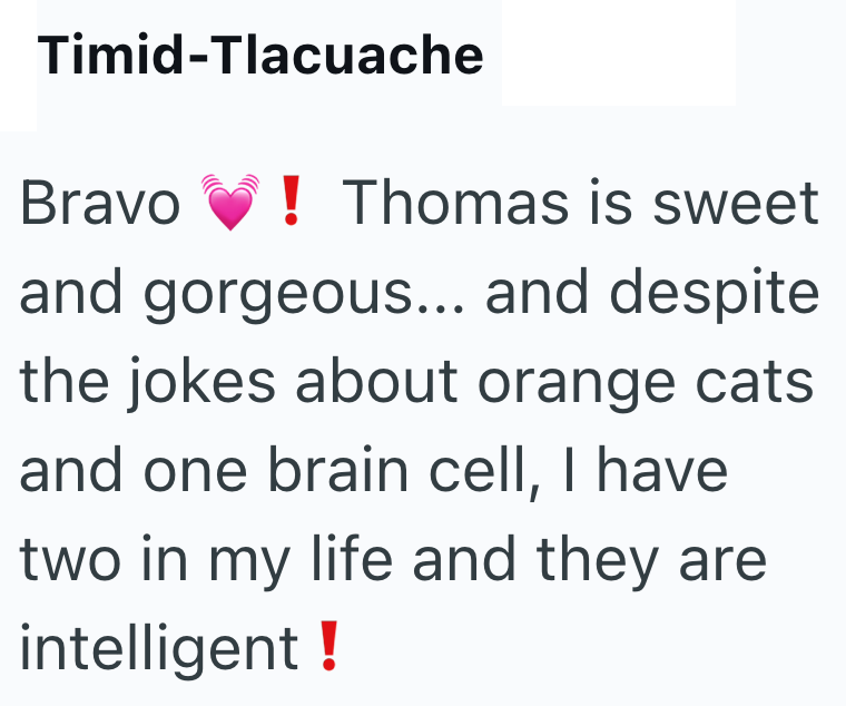 Timid-Tlacuache ! Bravo Thomas is sweet and gorgeous... and despite the jokes about orange cats and one brain cell, I have two in my life and they are intelligent !