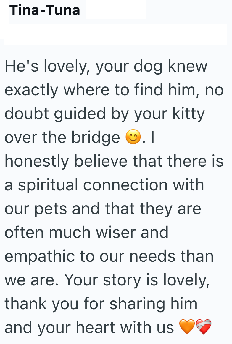 Tina-Tuna He's lovely, your dog knew exactly where to find him, no doubt guided by your kitty over the bridge. I honestly believe that there is a spiritual connection with our pets and that they are often much wiser and empathic to our needs than we are. Your story is lovely, thank you for sharing him and your heart with us