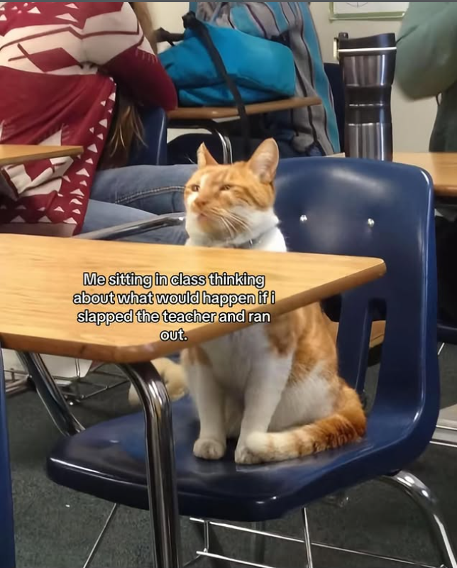 Me sitting in class thinking about what would happen if i slapped the teacher and ran out.