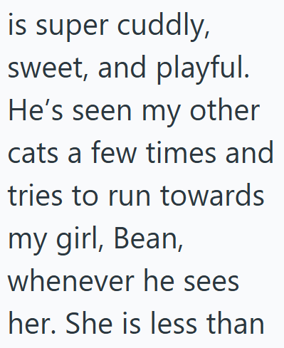 is super cuddly, sweet, and playful. He's seen my other cats a few times and tries to run towards my girl, Bean, whenever he sees her. She is less than
