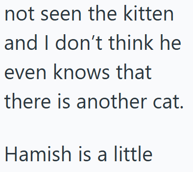 not seen the kitten and I don't think he even knows that there is another cat. Hamish is a little
