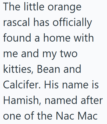 The little orange rascal has officially found a home with me and my two kitties, Bean and Calcifer. His name is Hamish, named after one of the Nac Mac