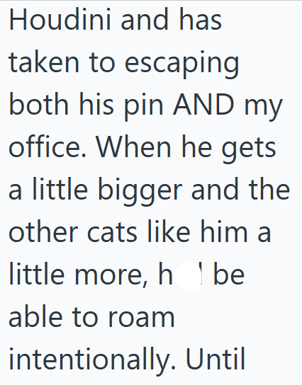 Houdini and has taken to escaping both his pin AND my office. When he gets a little bigger and the other cats like him a little more, h be able to roam intentionally. Until