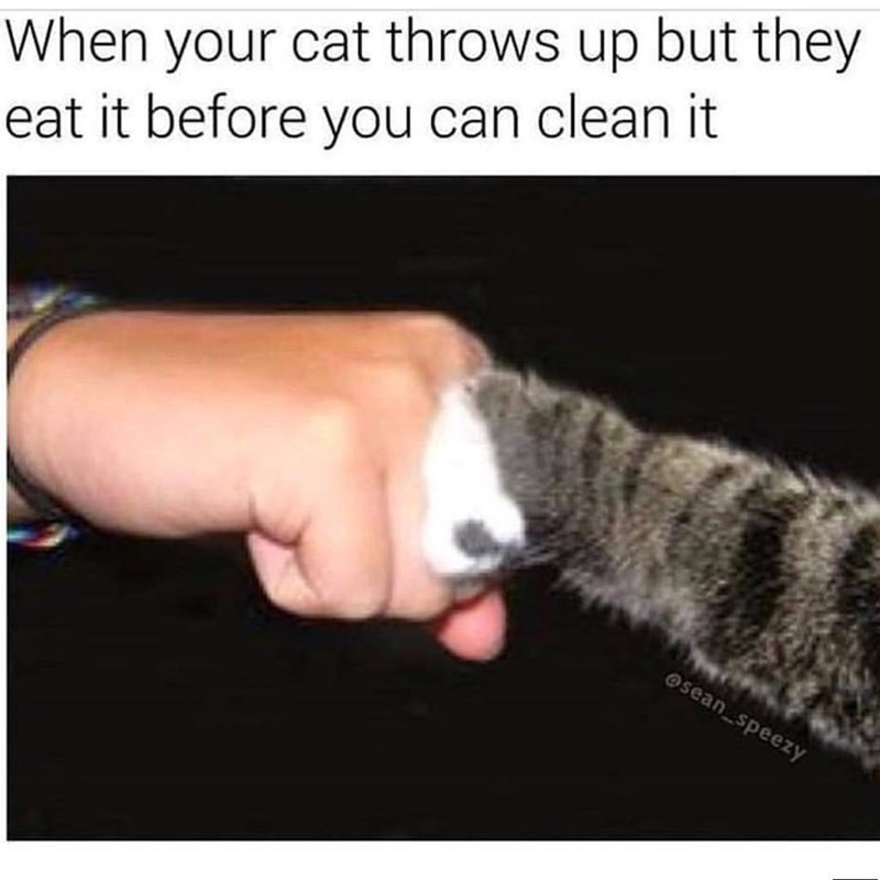 When your cat throws up but they eat it before you can clean it @sean_speezy