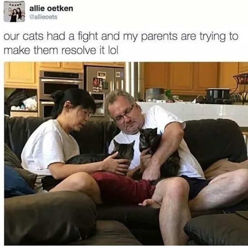 allie oetken @allieoets our cats had a fight and my parents are trying to make them resolve it lol.