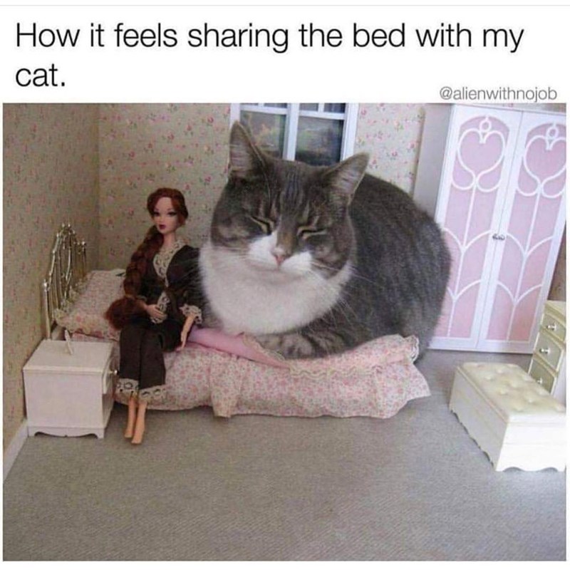 How it feels sharing the bed with my cat. @alienwithnojob