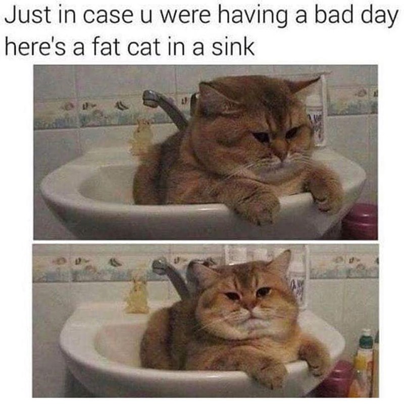 Just in case u were having a bad day here's a fat cat in a sink