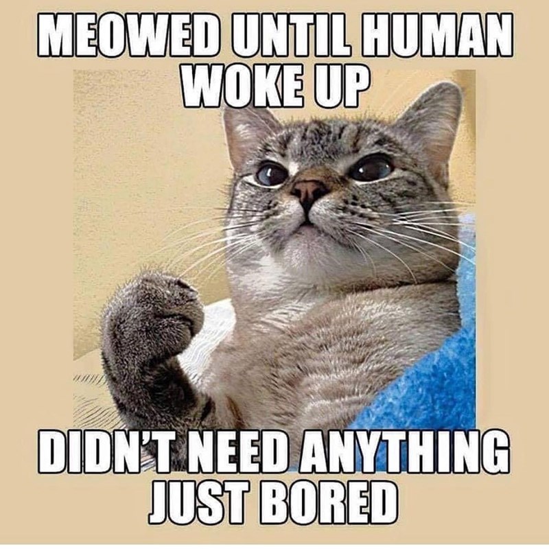 MEOWED UNTIL HUMAN WOKE UP DIDN'T NEED ANYTHING JUST BORED