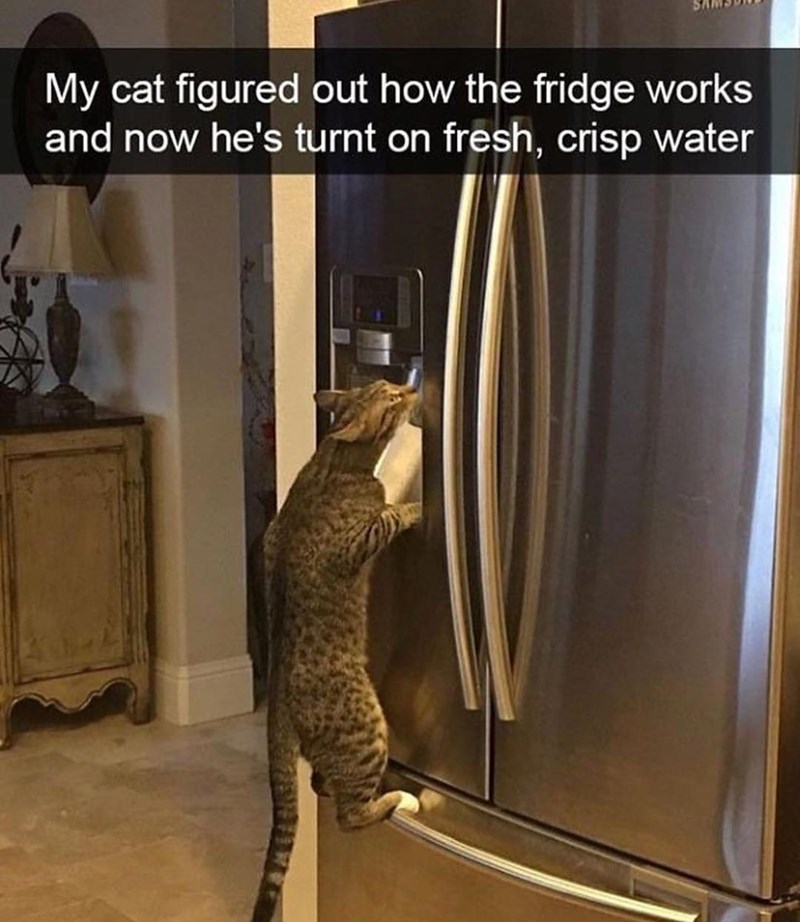 My cat figured out how the fridge works and now he's turnt on fresh, crisp water