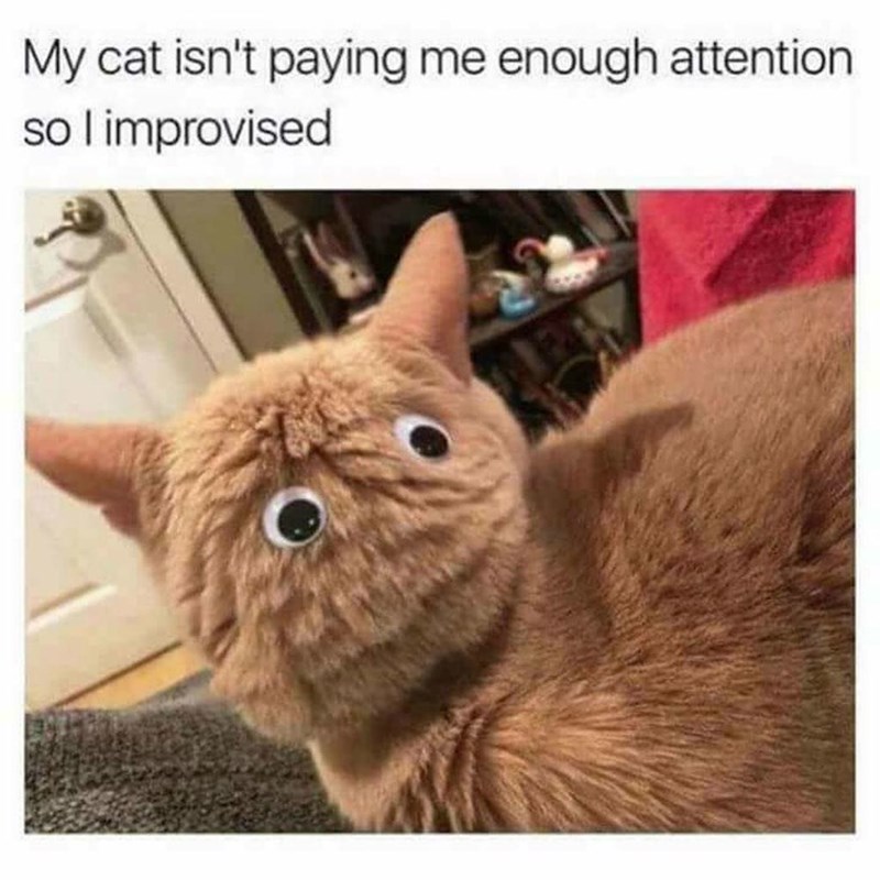 My cat isn't paying me enough attention so I improvised