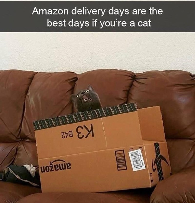Amazon delivery days are the best days if you're a cat uožeme