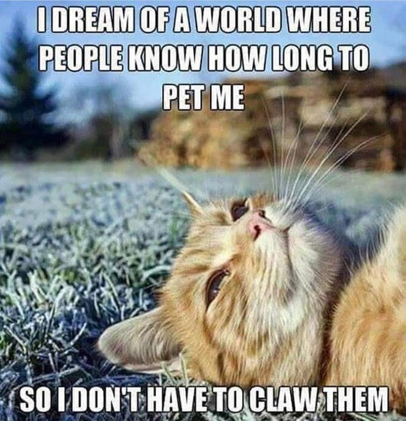 I DREAM OF A WORLD WHERE PEOPLE KNOW HOW LONG TO PET ME SO I DON'T HAVE TO CLAW THEM