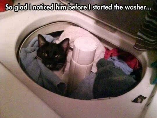 So glad I noticed him before I started the washer...