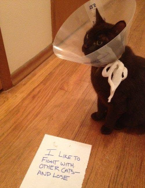 I LIKE TO FIGHT WITH OTHER CATS- AND LOSE 152