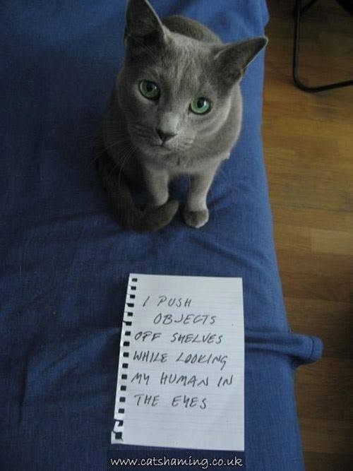 / PUSH OBJECTS OFF SHELVES WHILE LOOKING MY HUMAN IN THE EYES www.catshaming.co.uk