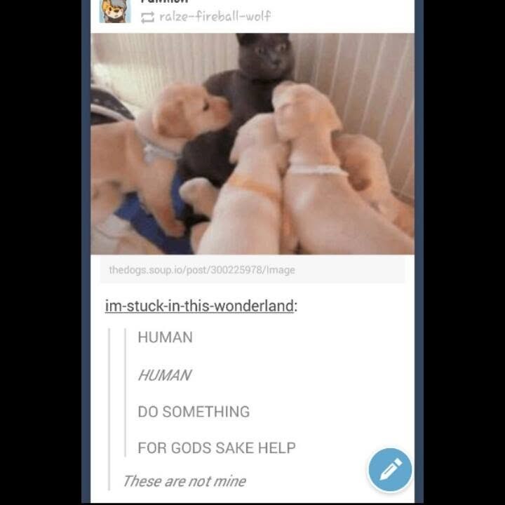 ralze-fireball-wolf thedogs.soup.io/post/300225978/Image im-stuck-in-this-wonderland: HUMAN HUMAN DO SOMETHING FOR GODS SAKE HELP These are not mine