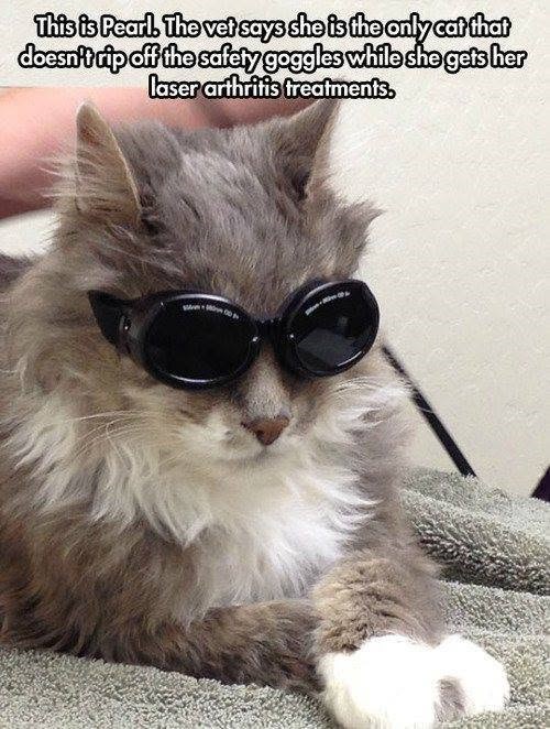 This is Pearl. The vet says she is the only cat that doesn't rip off the safety goggles while she gets her laser arthritis treatments.