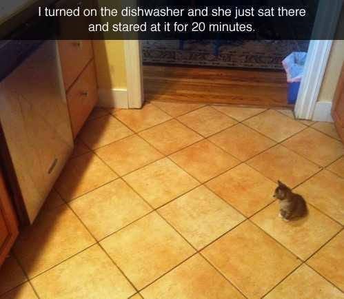 I turned on the dishwasher and she just sat there and stared at it for 20 minutes.