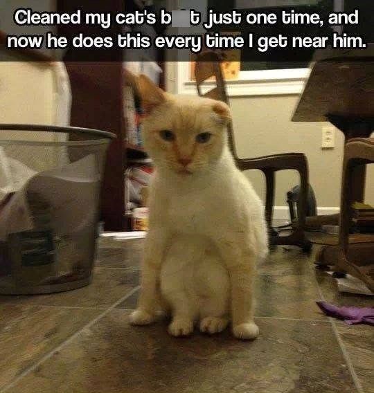 Cleaned my cat's bt just one time, and now he does this every time I get near him. E