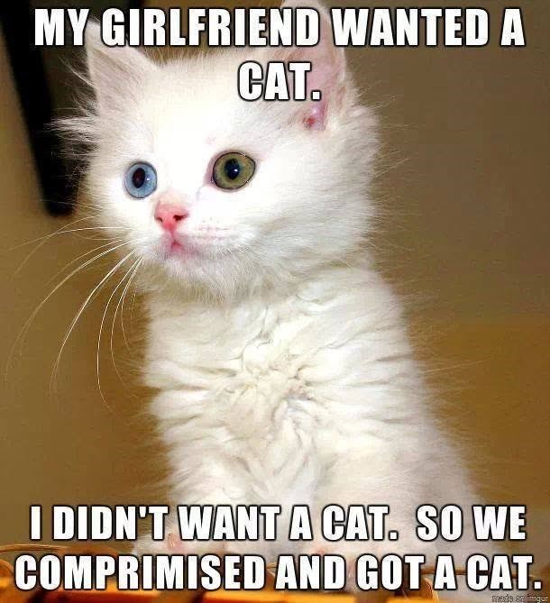 MY GIRLFRIEND WANTED A CAT. I DIDN'T WANT A CAT. SO WE COMPRIMISED AND GOT A CAT.