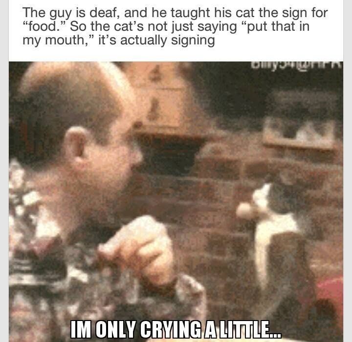 The guy is deaf, and he taught his cat the sign for "food." So the cat's not just saying "put that in my mouth," it's actually signing IM ONLY CRYING A LITTLE...