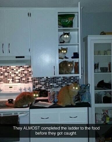 They ALMOST completed the ladder to the food before they got caught.