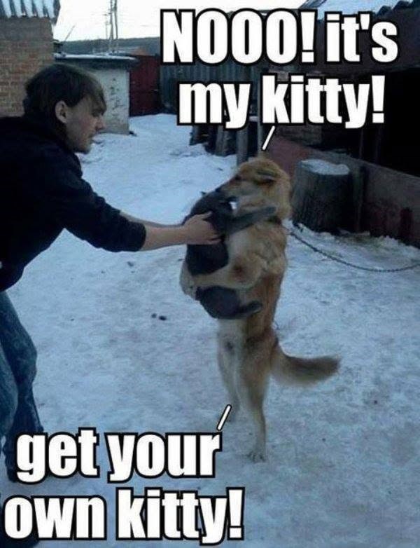 NOOO! it's my kitty! get your own kitty!