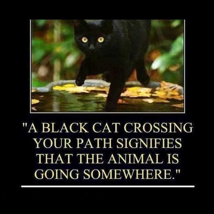 "A BLACK CAT CROSSING YOUR PATH SIGNIFIES THAT THE ANIMAL IS GOING SOMEWHERE."