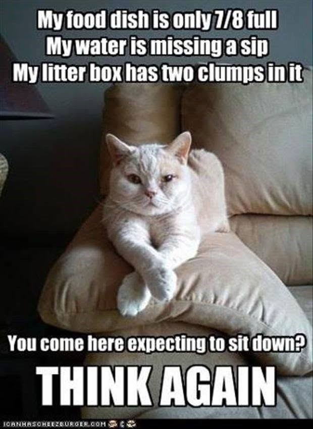My food dish is only 7/8 full My water is missing a sip My litter box has two clumps in it You come here expecting to sit down? THINK AGAIN JOHNHNSCHEEZBURGER.COM