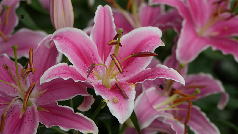 Pink Oriental Lily flowers close-up.