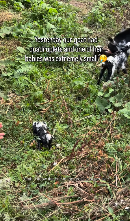Yesterday our goat had quadruplets and one of her babies was extremely small Yeah, Pknow the one in the grass is super little