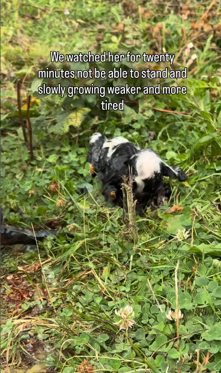 We watched her for twenty minutes not be able to stand and slowly growing weaker and more tired