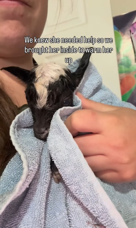 We knew she needed help so we brought her inside to warm her up