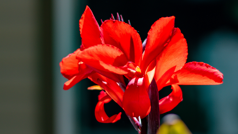 A close-up of a Canna Lily flower.