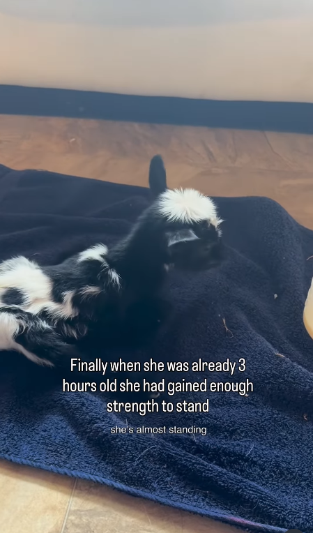 Finally when she was already 3 hours old she had gained enough strength to stand she's almost standing