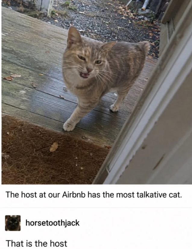 The host at our Airbnb has the most talkative cat. horsetoothjack That is the host