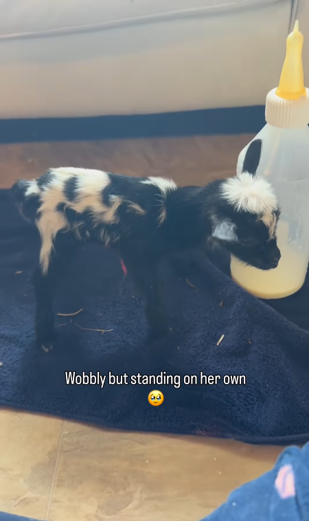 Wobbly but standing on her own