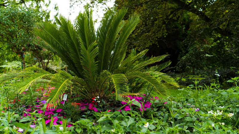 Sago Palm surrounded by greenery.