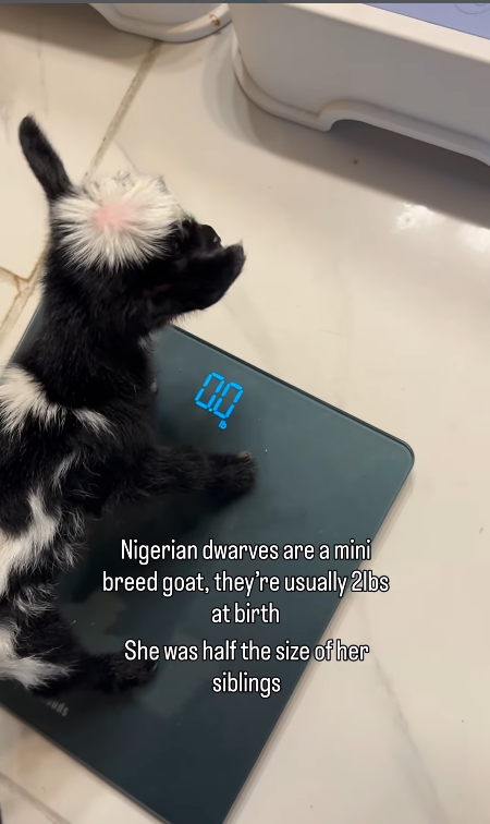 பப UL Nigerian dwarves are a mini breed goat, they're usually 2lbs at birth She was half the size of her siblings