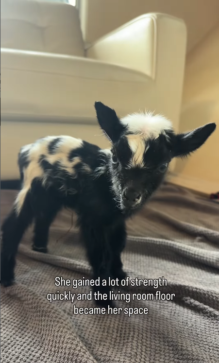 She gained a lot of strength quickly and the living room floor became her space