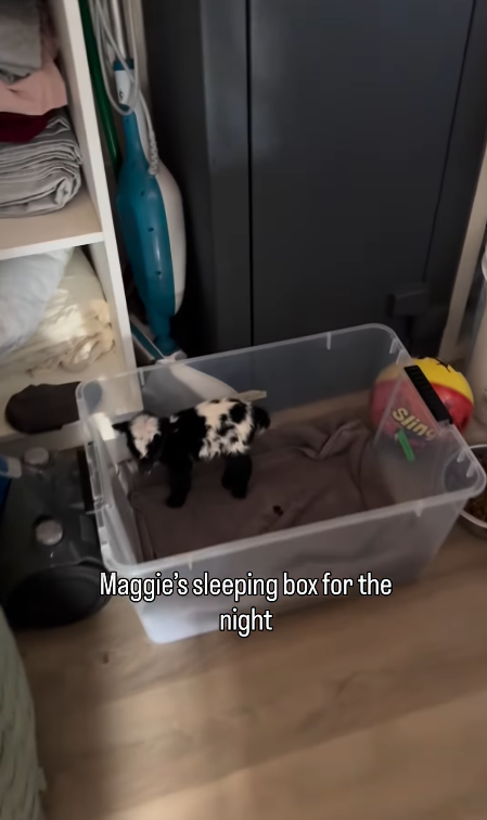 Sling Maggie's sleeping box for the night