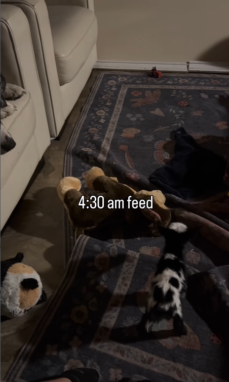 4:30 am feed