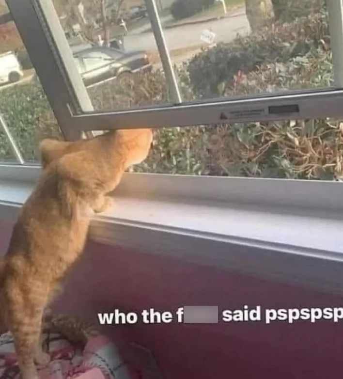 who the f said pspspsp