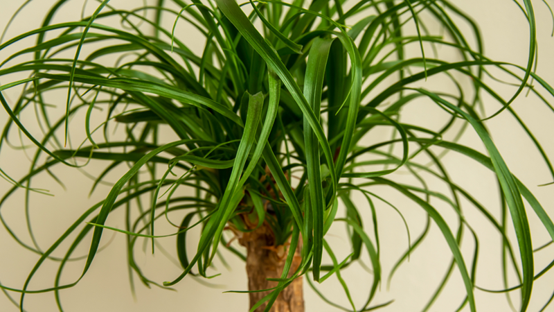 A close-up of a Ponytail Palm top.