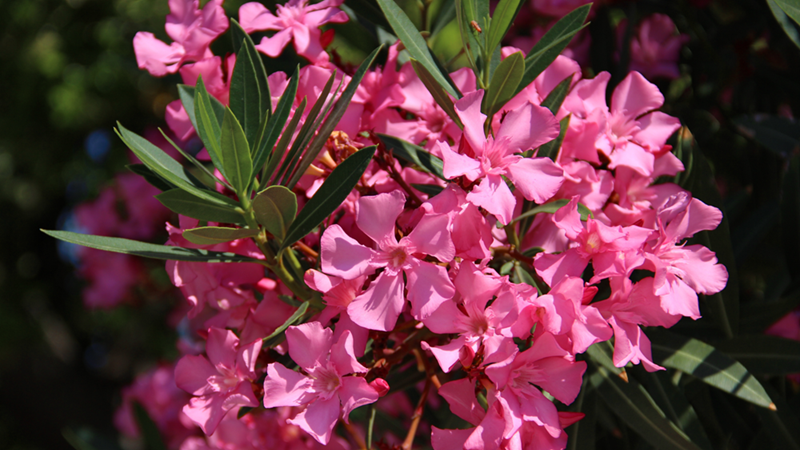 A bush of Oleander flowers.