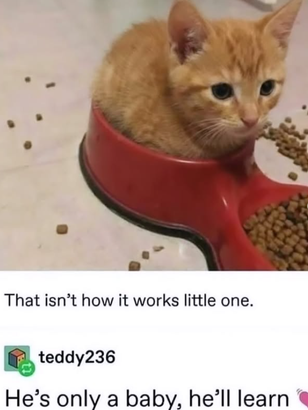 That isn't how it works little one. teddy236 He's only a baby, he'll learn