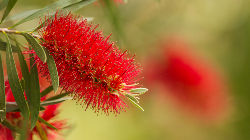 Bottlebrush flower grows from its tree.