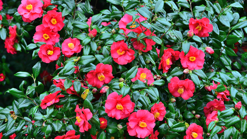 Large Camellia bush with many flowers.