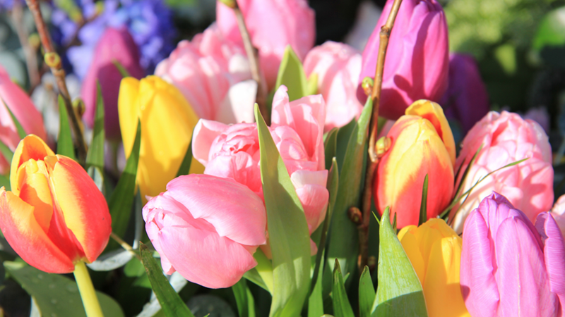 Bouquet of Tulips in many colors.
